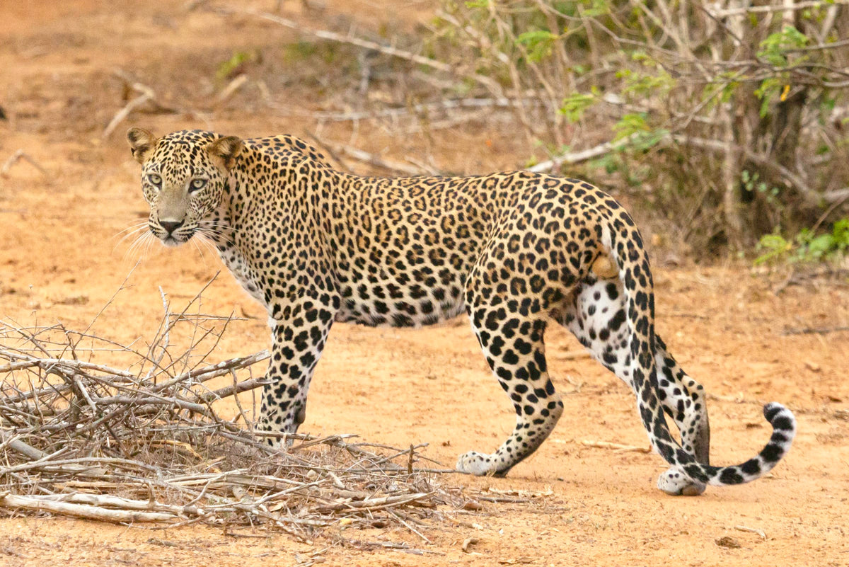 Yala Safari Private Tour (1 to 2 Days)