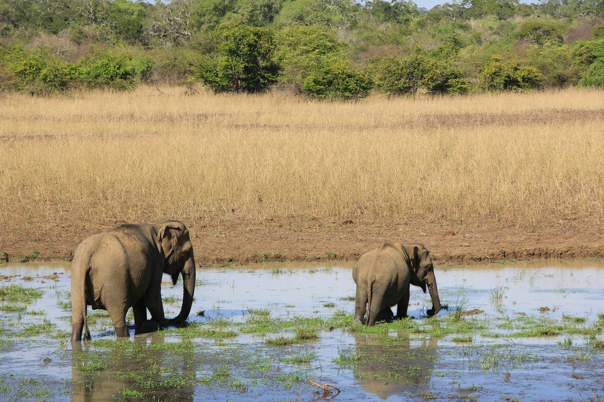 Yala Safari Private Tour (1 to 2 Days)