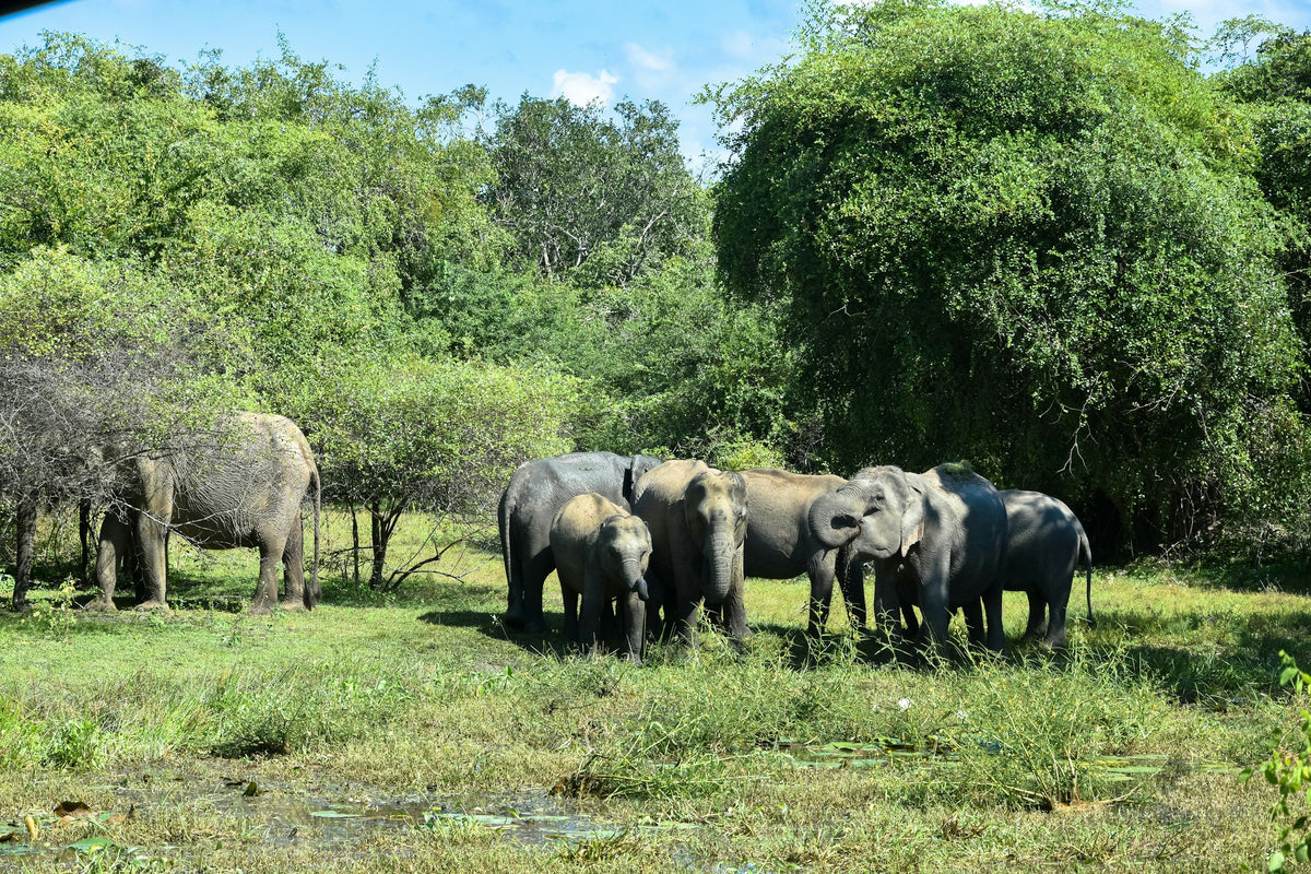 Yala Safari Private Tour (1 to 2 Days)